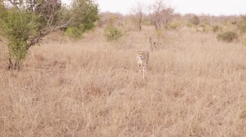 Cheetah Walks towards camera - Dolly Shot Stock Footage 55641174