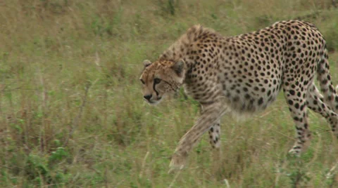 Cheetah walks towards the camera Stock Footage 32153661