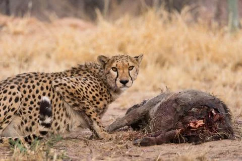 Cheetah on warthog kill Stock Photos