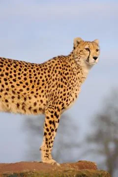 Cheetah watching Stock Photos
