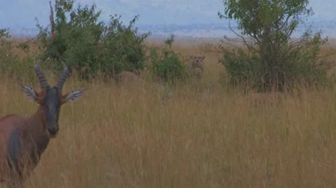 Cheetah watching Topi Stock Footage 12360532