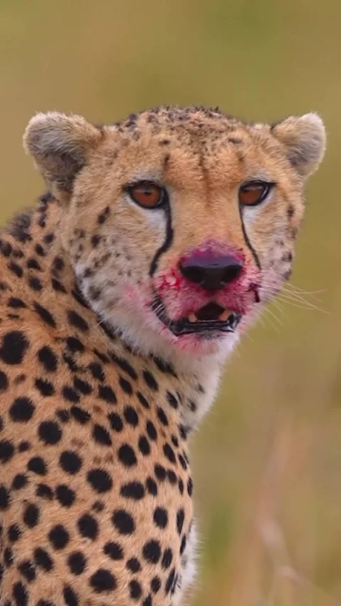 Cheetah in the wild Video stock 321260166