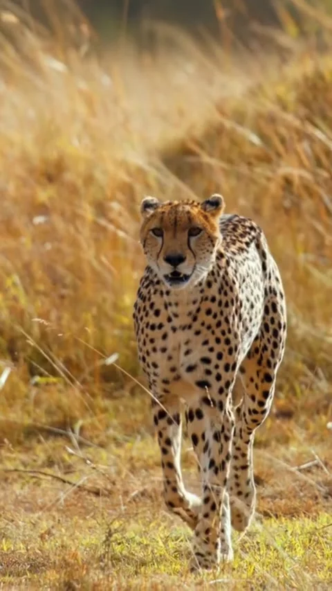 Cheetah in the wild Stock Footage 321260188
