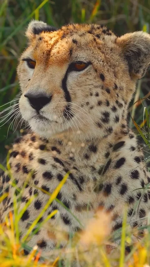 Cheetah in the wild Stock Footage 321260209