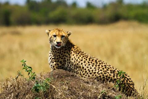 Cheetah in wild Stock Photos