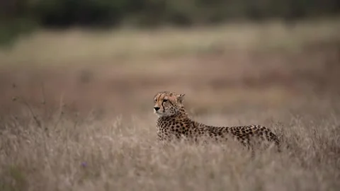 Cheetah in the wilderness Stock Footage 132748648