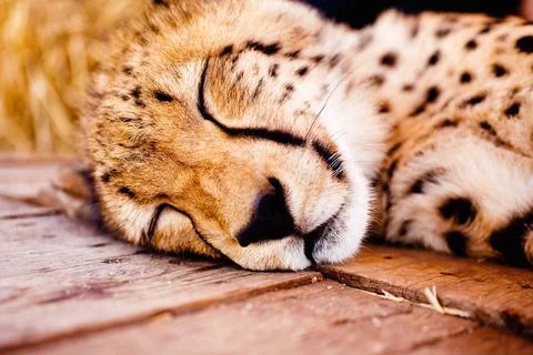 Cheetah, wildlife and head of young animal resting, sleeping or relaxing at a Stock Photos