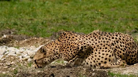 Cheetah wildlife animal Stock Footage 268898341