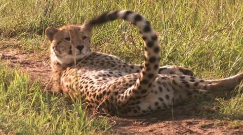 Cheetah is worth Video stock 22272297