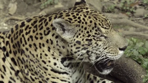 Cheetah yawning and laying lazily on the ground Stock Footage