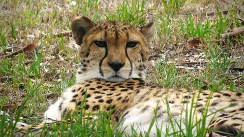 Cheetah yawning Stock Footage 133287952