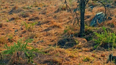Cheetah yawns while resting under a tree Stock Footage 73821426