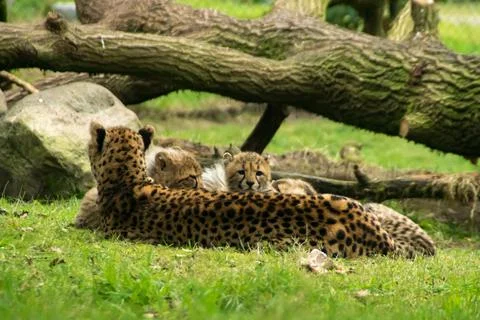 Cheetah with young Stock Photos