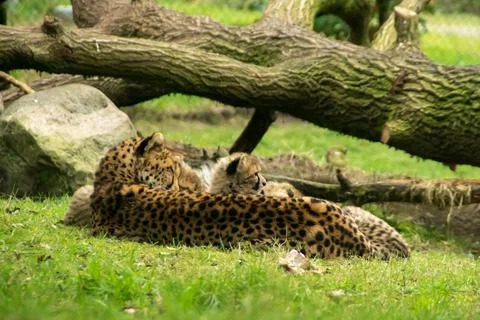Cheetah with young Stock Photos
