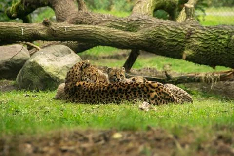 Cheetah with young Stock Photos