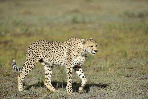 Cheetah_2 Stock Photos