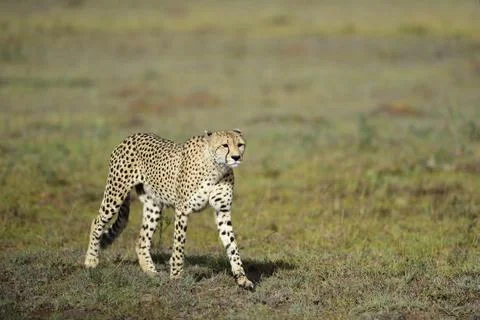 Cheetah_3 Stock Photos