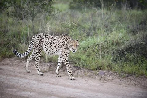 Cheetah_5 Stock Photos