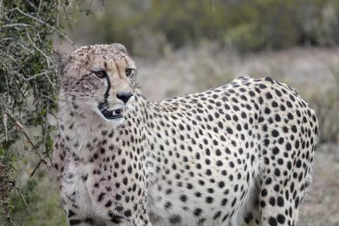 Cheetah_6 Stock Photos