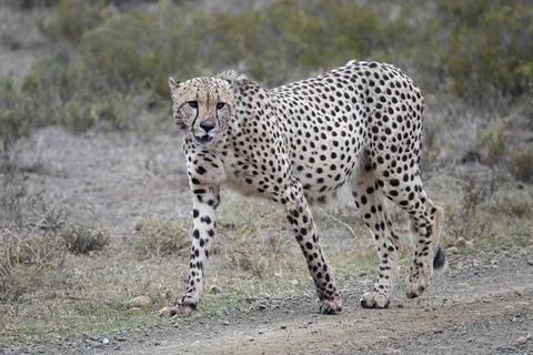 Cheetah_7 Stock Photos