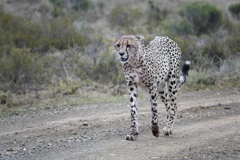 Cheetah_8 Stock Photos