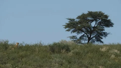 Cheetahs 02 Stock Footage 90761840