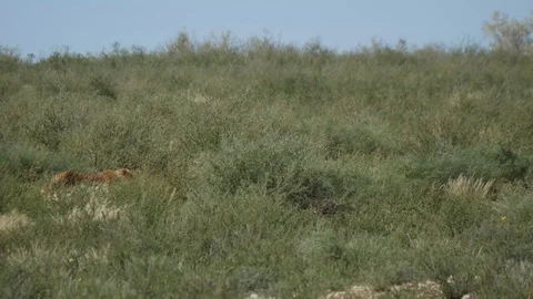 Cheetahs 04 Stock Footage 90778056