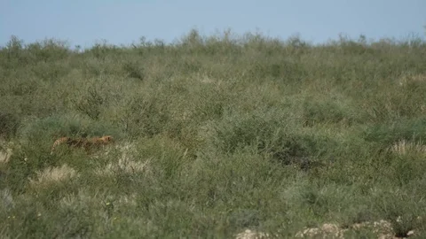 Cheetahs 05 Stock Footage 90778136