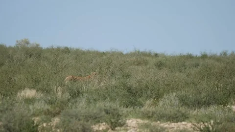 Cheetahs 06 Stock Footage 90778414