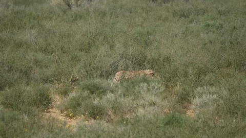 Cheetahs 07 Stock Footage 90778378