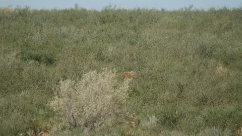 Cheetahs 08 Stock Footage 90778607