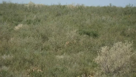 Cheetahs 09 Stock Footage 90778610