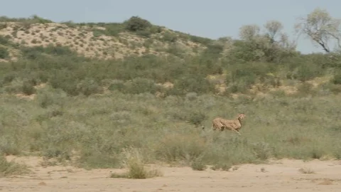 Cheetahs 10 Stock Footage 90778784