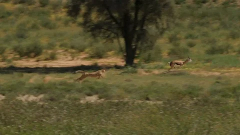 Cheetahs 14 CHASE Stock Footage 90778972