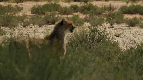 Cheetahs 15 Stock Footage 90779118