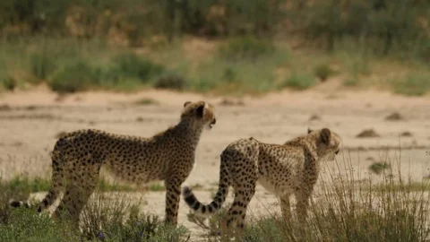 Cheetahs 16 Stock Footage 90779149