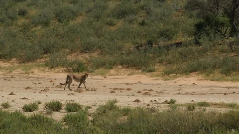 Cheetahs 17 Stock Footage 90779614