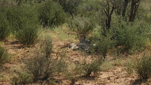 Cheetahs 18 Stock Footage 90779577