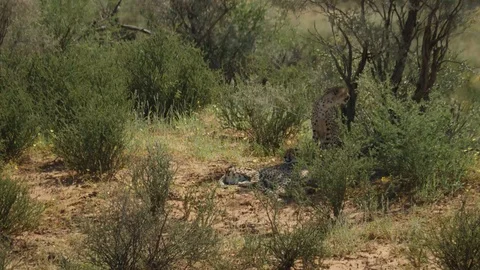 Cheetahs 19 Stock Footage 90779845