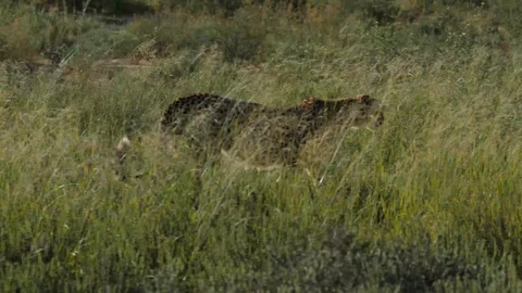 Cheetahs 21 Stock Footage 90779905