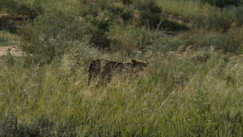 Cheetahs 22 Stock Footage 90779984