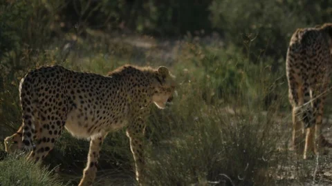 Cheetahs 24 Stock Footage 90780146