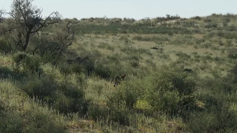 Cheetahs 26 Stock Footage 90780313