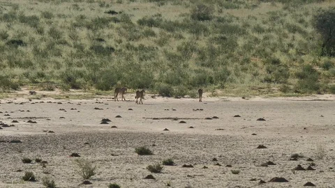 Cheetahs 27 Stock Footage 90780287