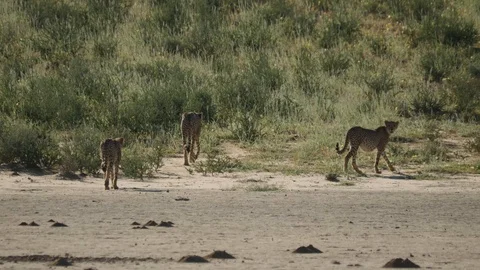 Cheetahs 28 Stock Footage 90781140