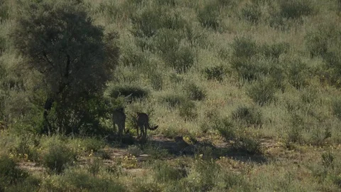 Cheetahs 29 Stock Footage 90780687