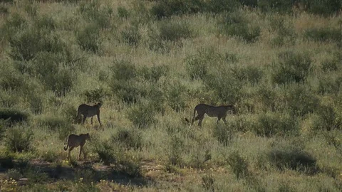 Cheetahs 30 Stock Footage 90780968