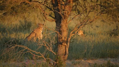 Cheetahs 31 Stock Footage 90781111