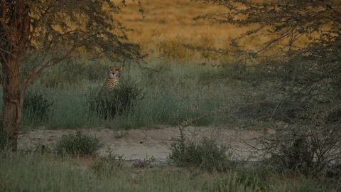 Cheetahs 32 Stock Footage 90782143