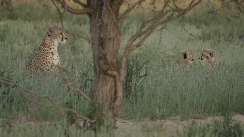 Cheetahs 33 Stock Footage 90781450